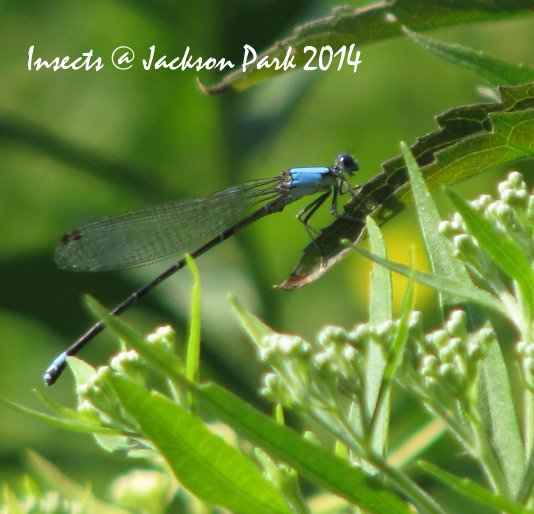 View Insects @ Jackson Park 2014 by Annie R. Stubenfield