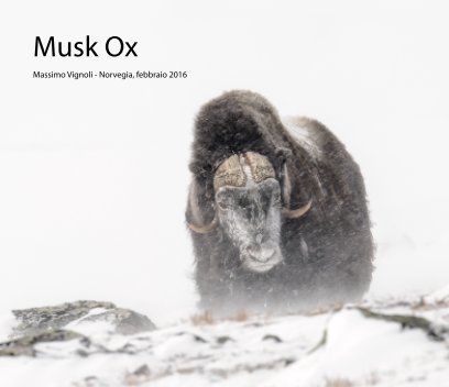 Musk Ox book cover