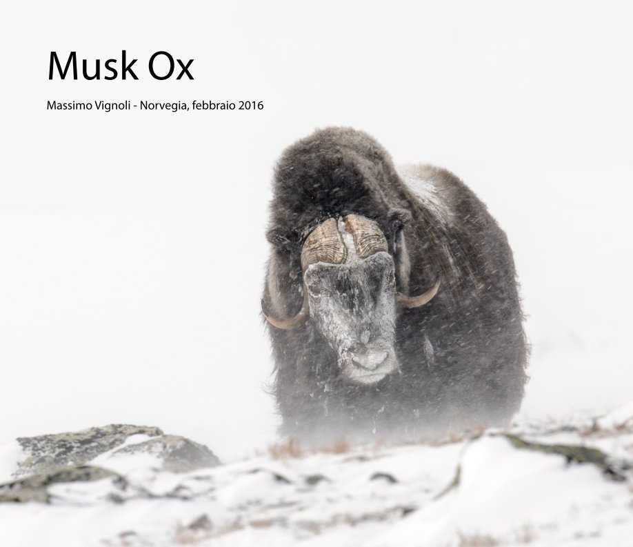 View Musk Ox by Massimo Vignoli