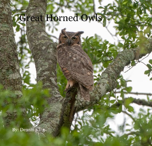 Ver Great Horned Owls por By: Dennis King