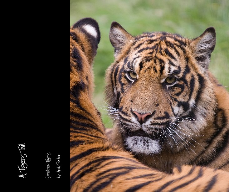 View A Tigers Tail by Andy Porter
