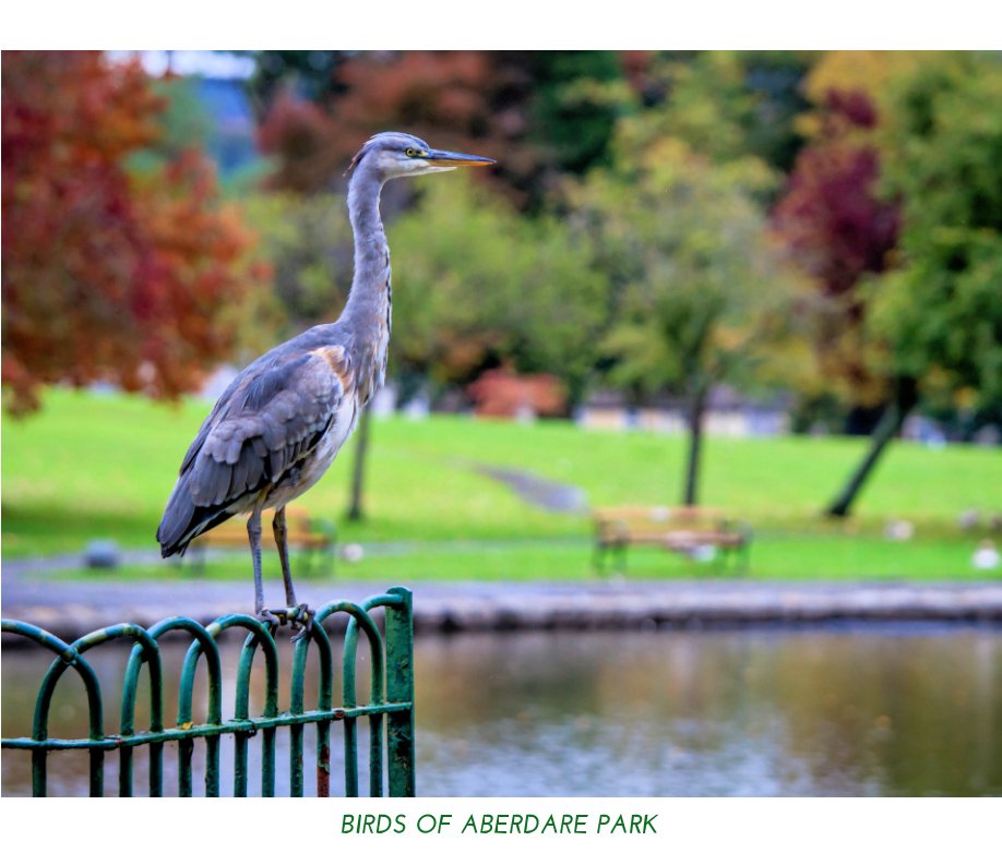View BIRDS OF ABERDARE PARK by Graham Morgan