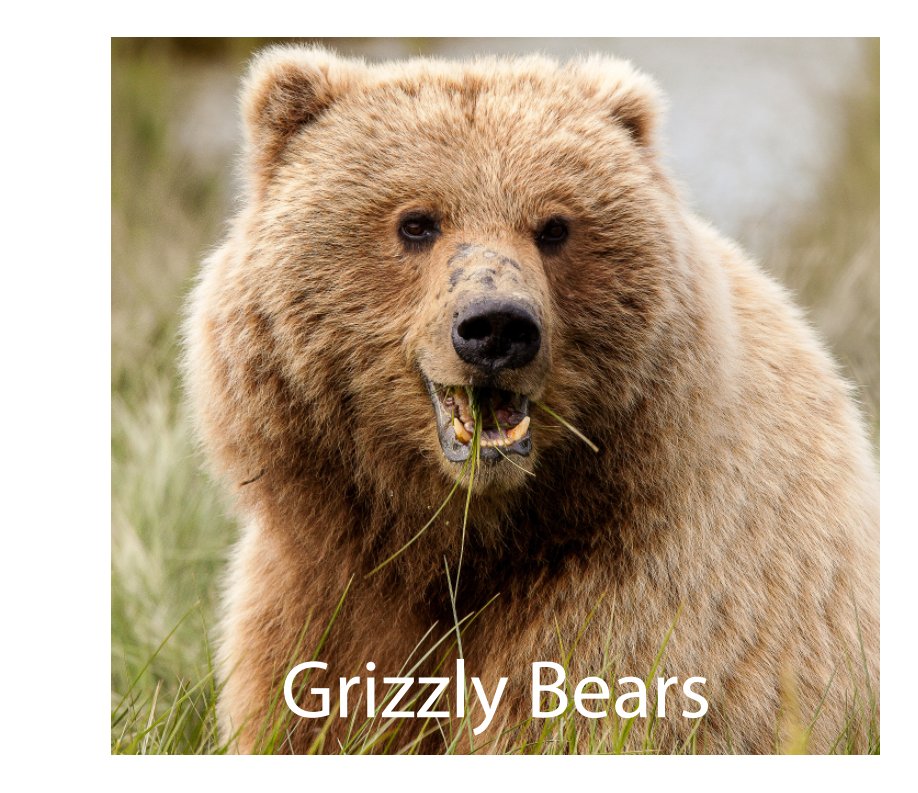 Ver Grizzly Bears por Steven Miller