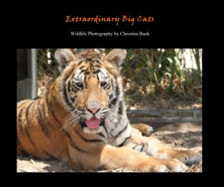 Extraordinary Big Cats book cover
