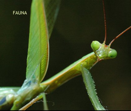 FAUNA book cover