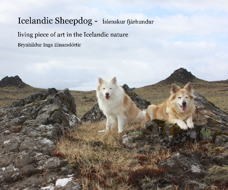 View Icelandic Sheepdog - Íslenskur fjárhundur by Brynhildur Inga Einarsdóttir