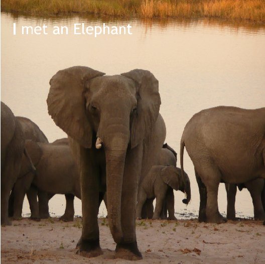 View I met an Elephant by Claudia Parma
