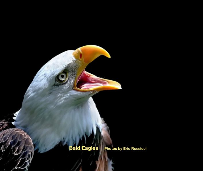 Visualizza Bald Eagles di Eric Rossicci