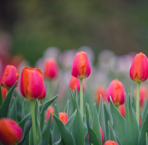 Ver Ottawa Tulips por Photography by Emma