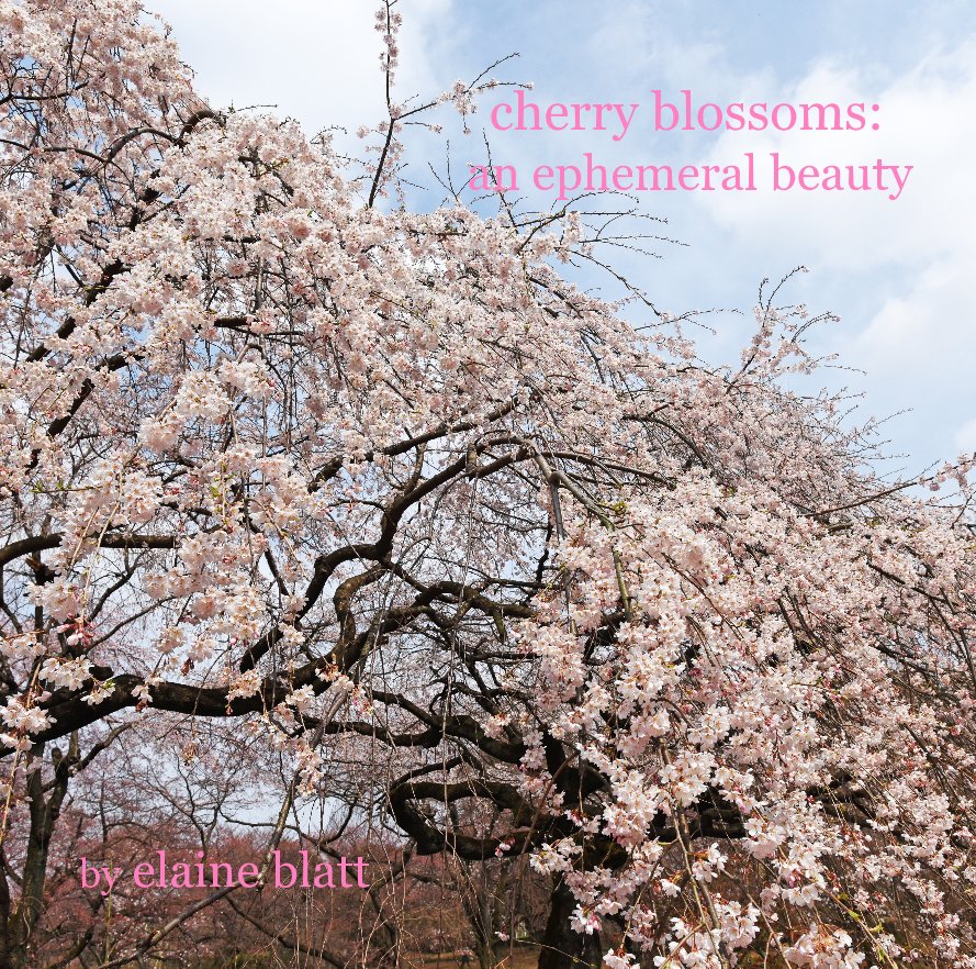 Ver cherry blossoms: an ephemeral beauty por elaine blatt