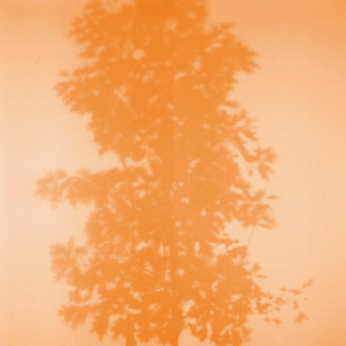 Bekijk RSVP: Arbor (Soft Cover) op Michael Mazzeo Gallery