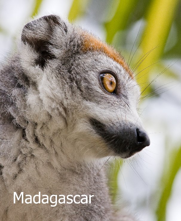 View Madagascar by Bas de Kruif
