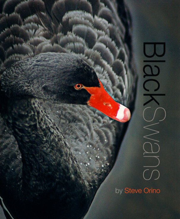 Bekijk Black Swans op Steve Orino