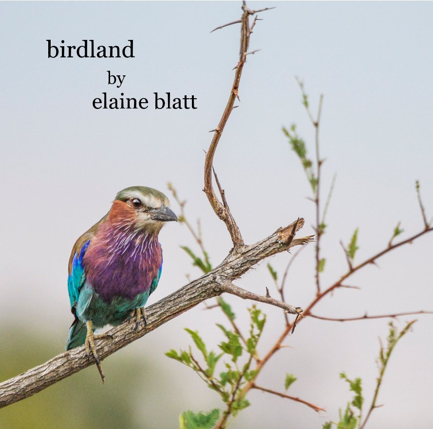 View birdland by elaine blatt