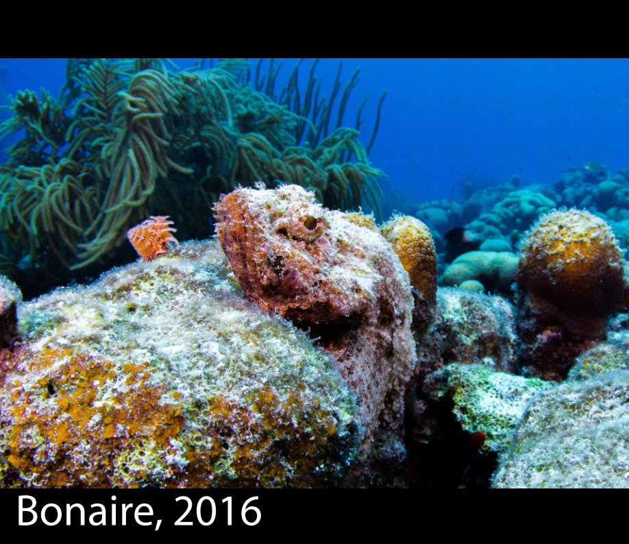 Visualizza Bonaire, 2016 di Gerry Wilson