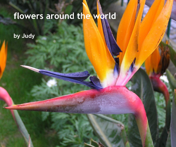 View flowers around the world by Judy
