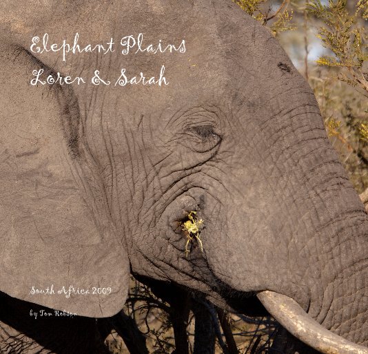 View Elephant Plains Loren & Sarah by Tom Robson