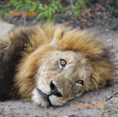 lion pride book cover