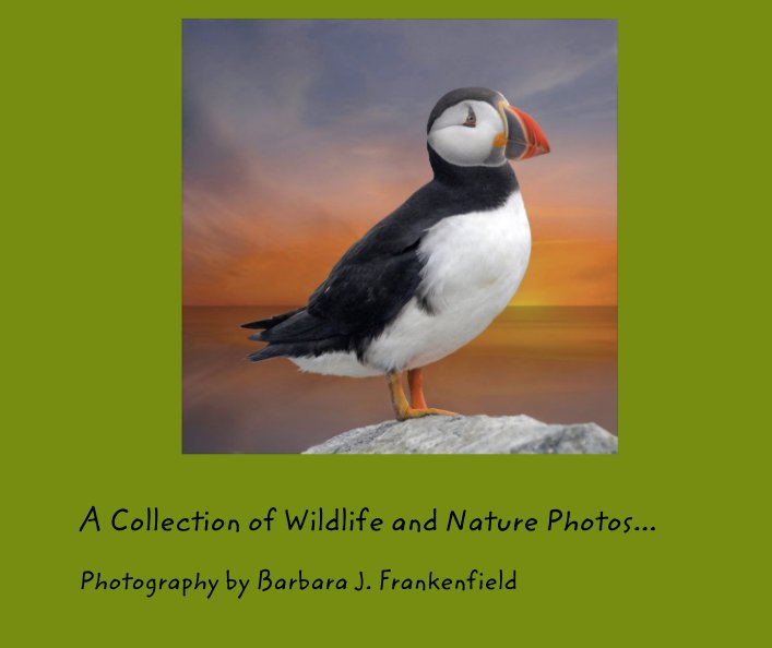 View A Collection of Wildlife and Nature Photos... by Barbara J. Frankenfield