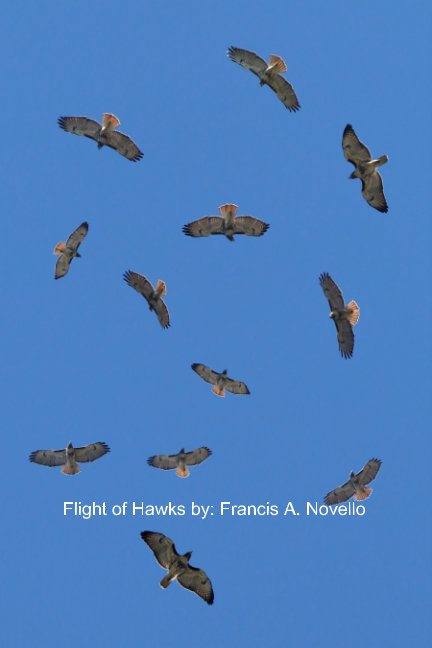 View Flight of Hawks by Francis A. Novello