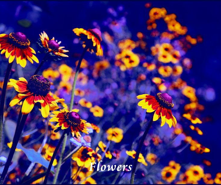 View Flowers by Nabil El-Showk