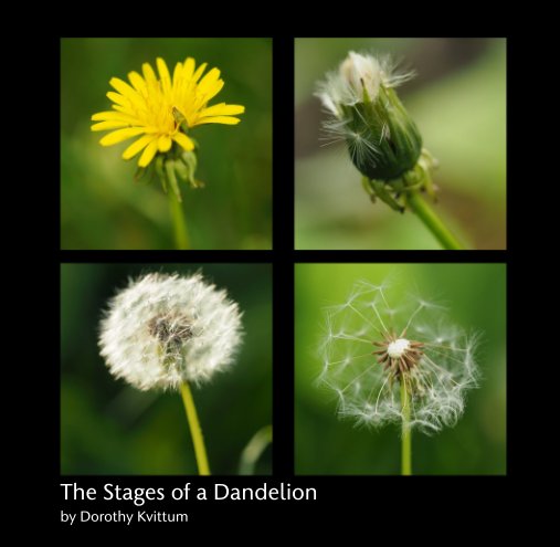 View The Stages of a Dandelion by Dorothy Kvittum