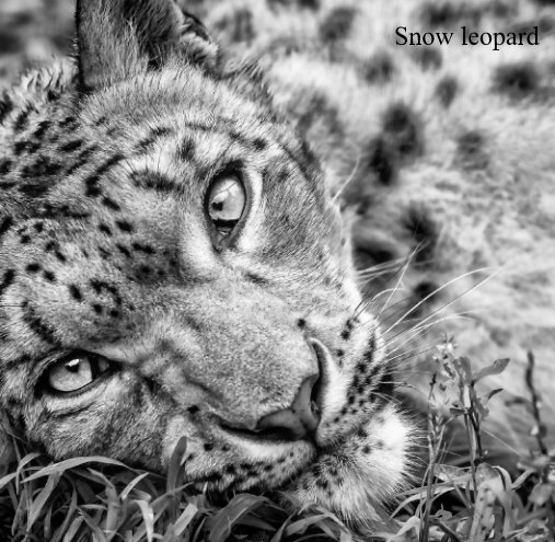 View Snow Leopard by David Williams