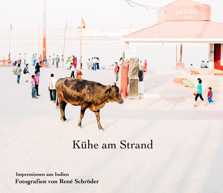 Kühe am Strand nach René Schröder anzeigen