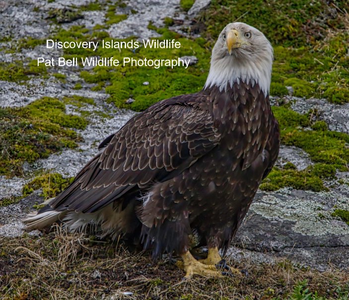 View Wildlife of the Discovery Islands, British Columbia by Patrick Bell