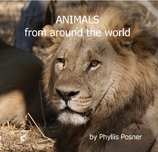 View ANIMALS from around the world by Phyllis Posner