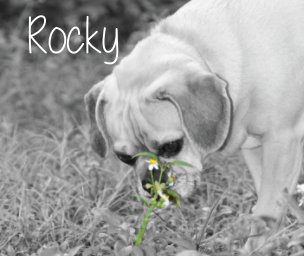 Rocky book cover
