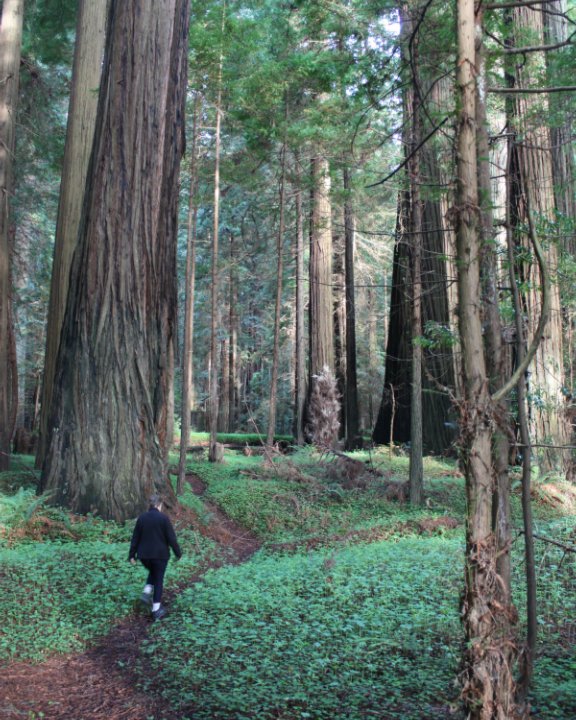 Bekijk Into The Redwoods, April 2013 op Paul Sarjeant
