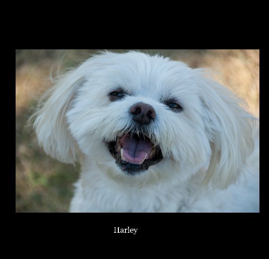 View Harley by Mary Anthes