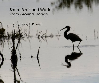 Shore Birds and Waders From Around Florida book cover