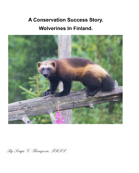 View A Conservation Success Story. Wolverines in Finland. by Sonja V. Thompson FRPS