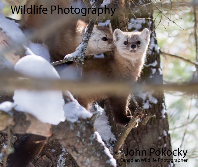 View Wildlife Photography by John Pokocky