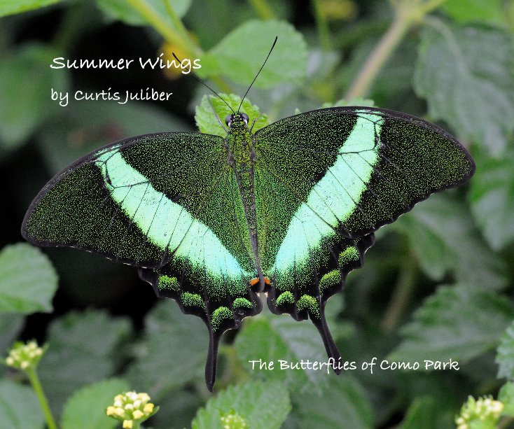 View Summer Wings by Curtis Juliber