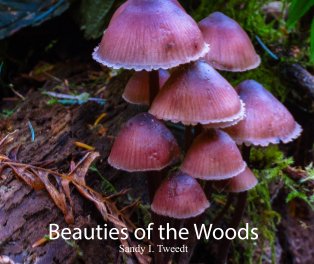 Beauties of the Woods book cover