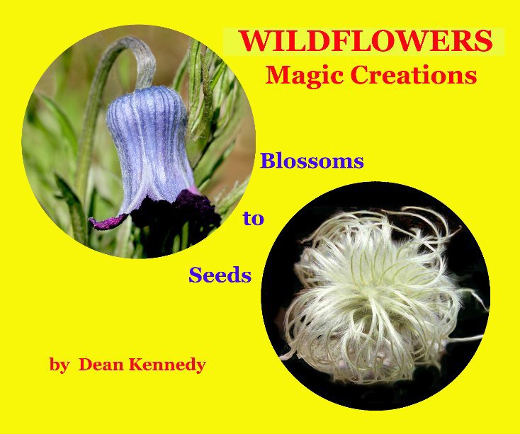 View WILDFLOWERS - Magic Creations by Dean Kennedy
