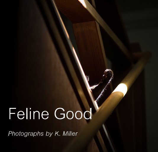 View Feline Good by Photographs by K. Miller