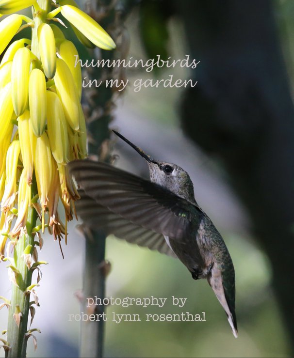 Ver hummingbirds in my garden photography by robert lynn rosenthal por Robert Lynn Rosenthal