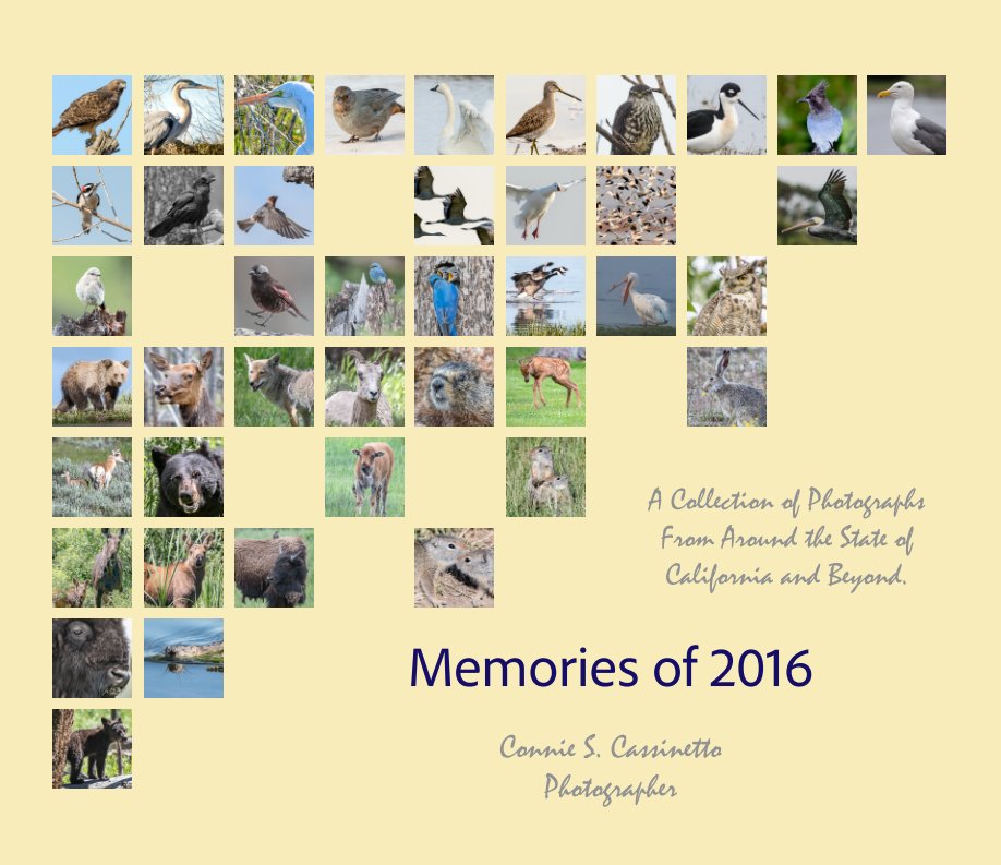 View Memories of 2016 by Connie Cassinetto