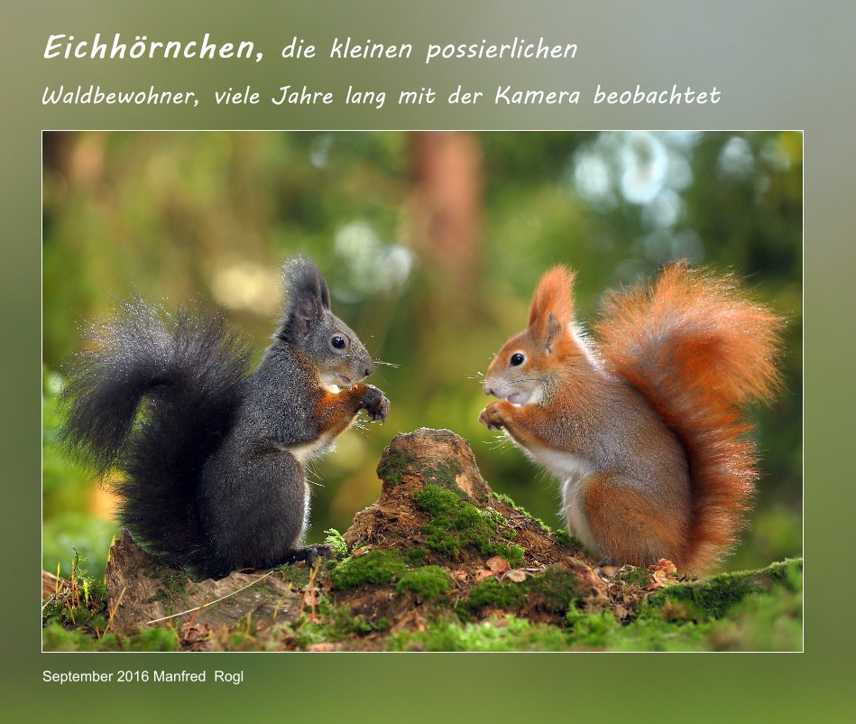 View Eichhörnchen by Manfred Rogl