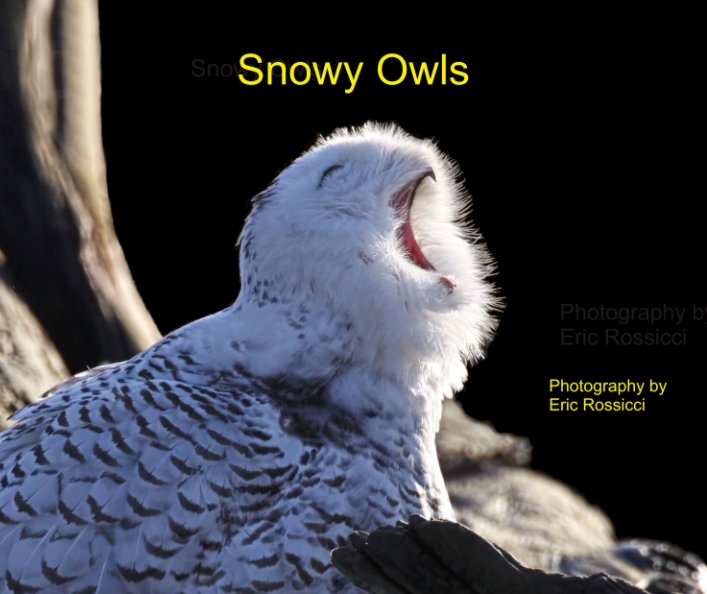 Snowy Owls nach Eric Rossicci anzeigen