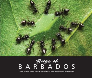 Bugs Of Barbados book cover
