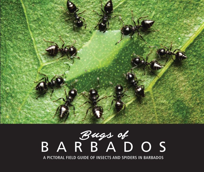 View Bugs Of Barbados by Clement Faria