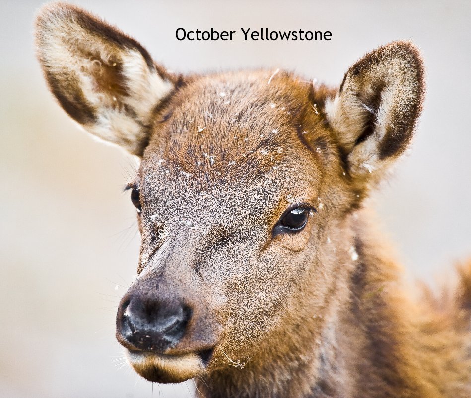View October Yellowstone by John J Crookes
