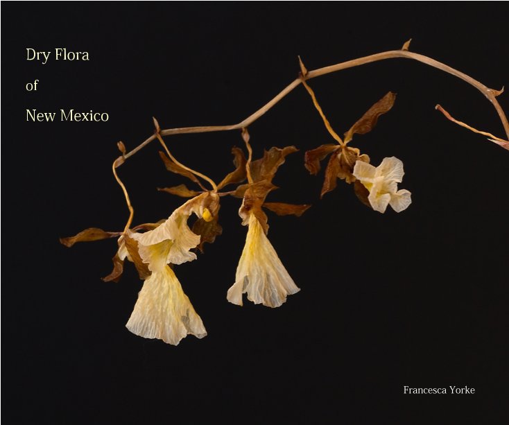 Visualizza Dry Flora di Francesca Yorke