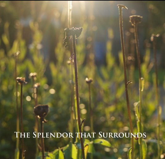 Ver The Splendor that Surrounds por David Kurtz