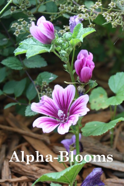 View Alpha-blooms by Ilene Hawkins